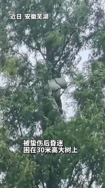 BT8博龍娛樂：出於興趣愛好 男子掏馬蜂窩：被蟄昏迷在30米高樹上